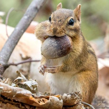 기록하는 다람쥐